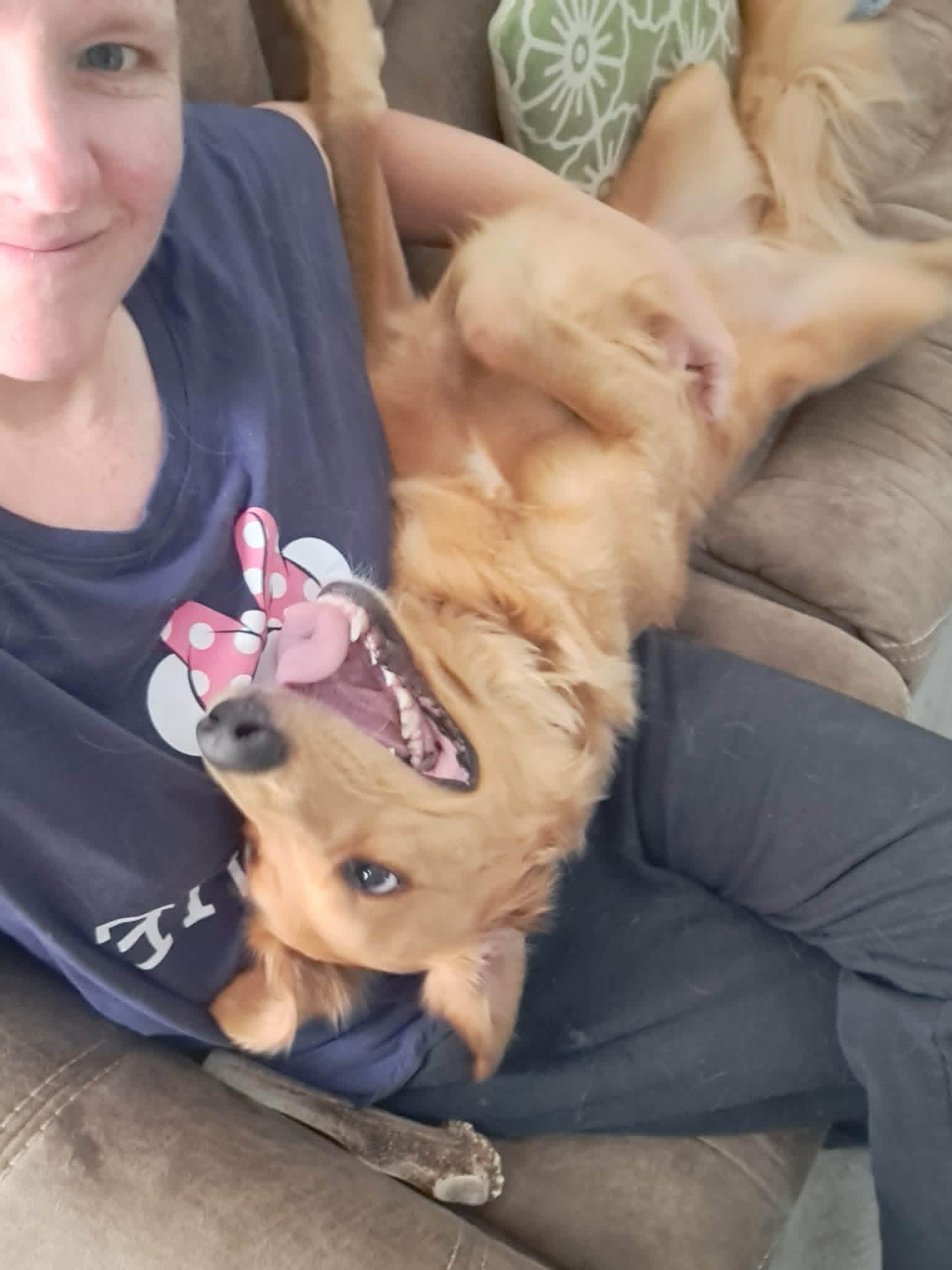 Biscuit getting belly rubs on the couch