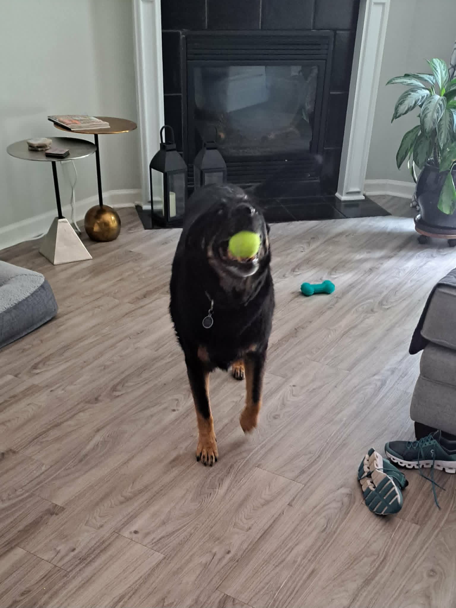 Chevy catching a tennis ball