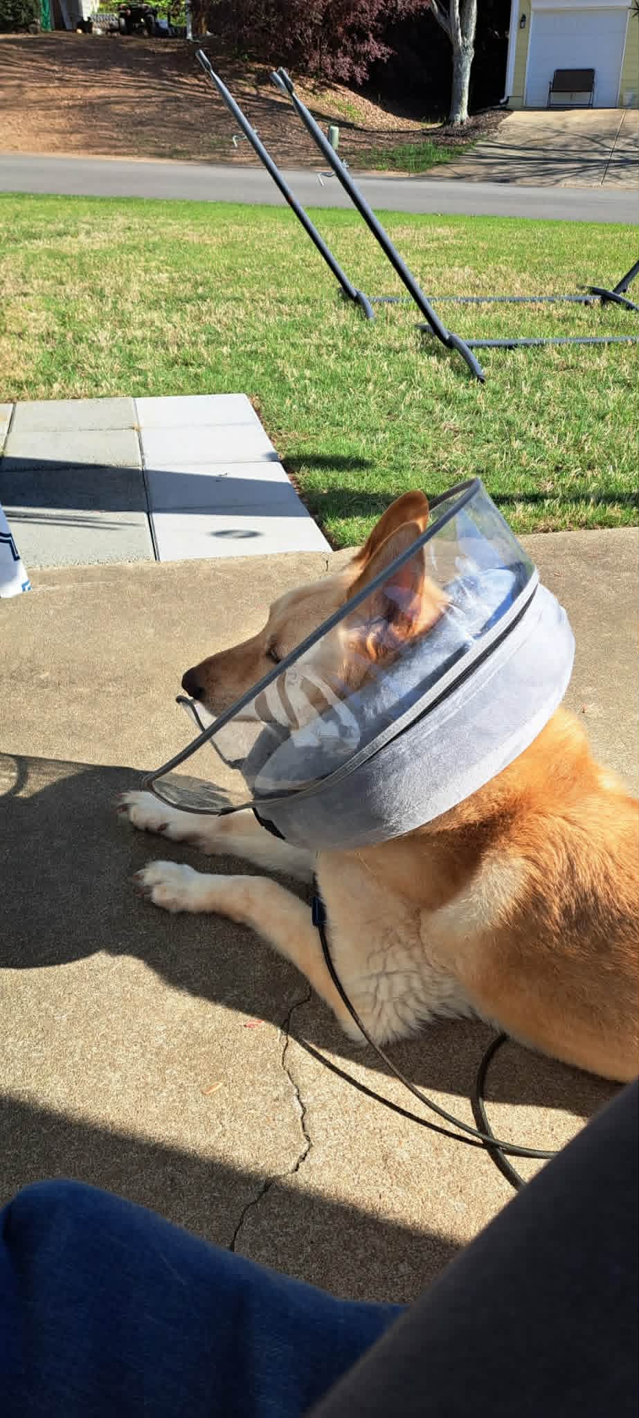Max relaxing in the sun with his cone