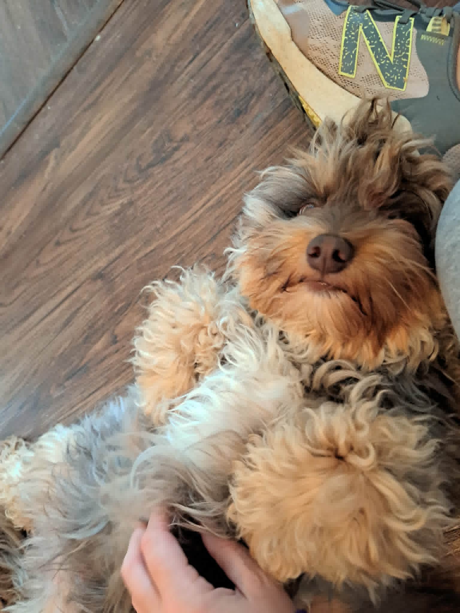 Momo getting belly rubs