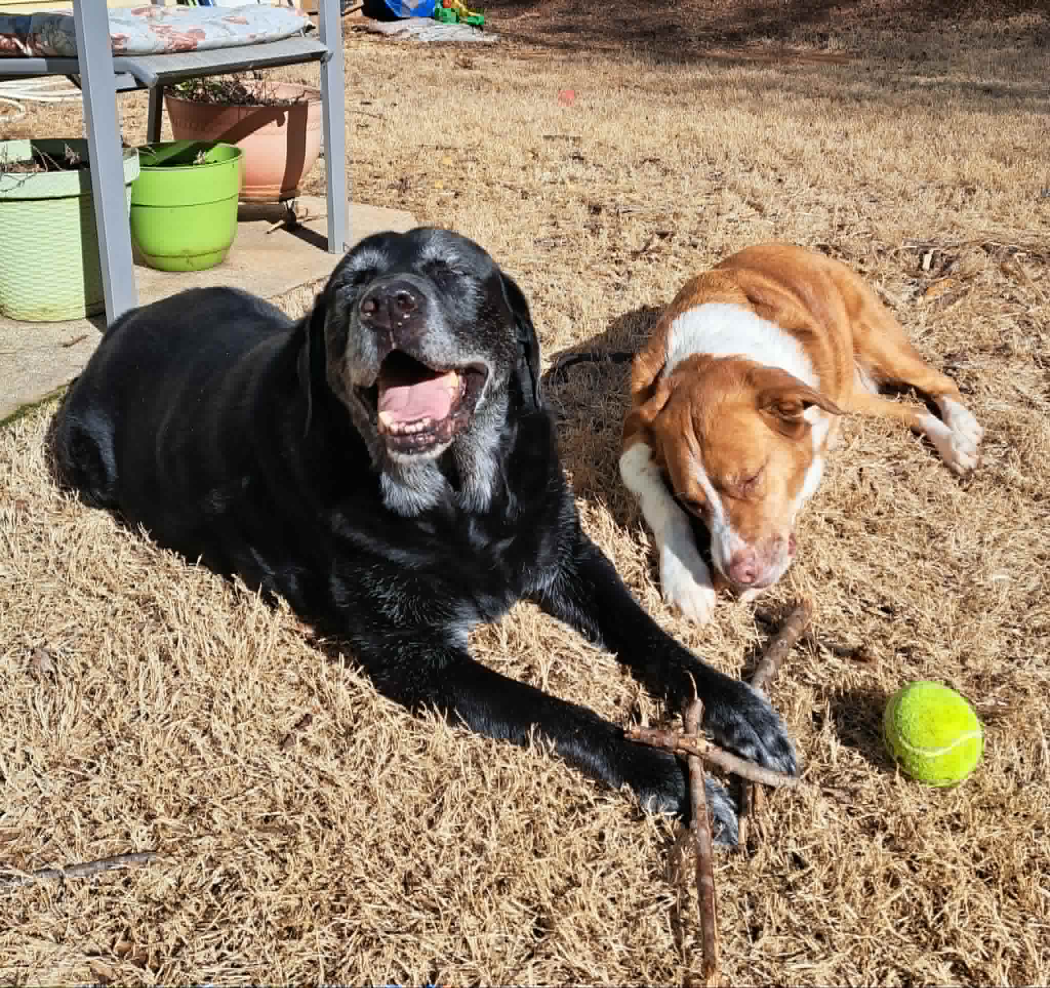 Reggie and Grace relaxing together in the yard