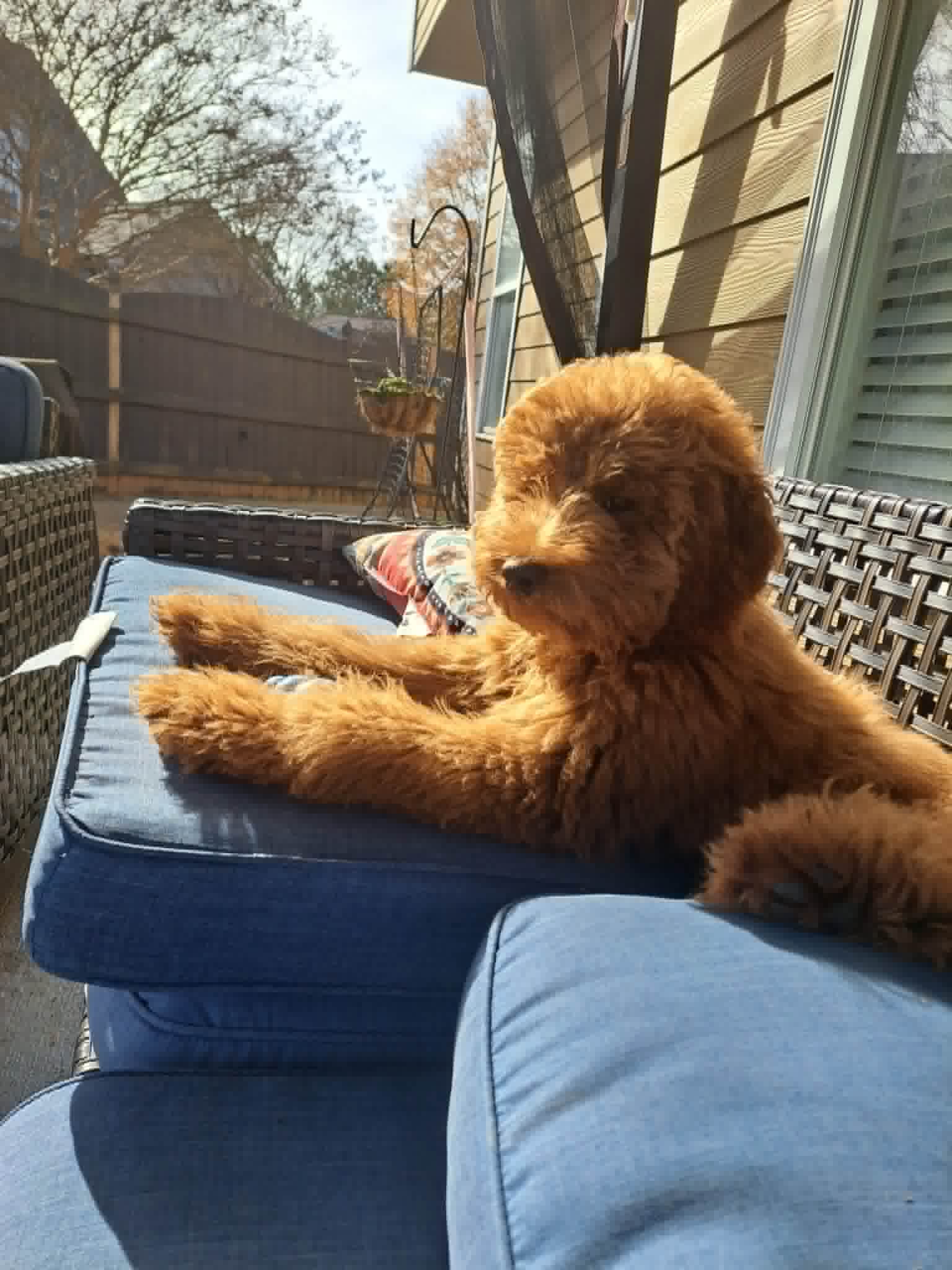 Teddy relaxing on patio furniture